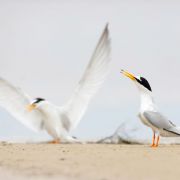 Little Tern. Photo by Remigijus Gegelevičius