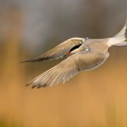 Common Tern. Photo by Remigijus Gegelevičius