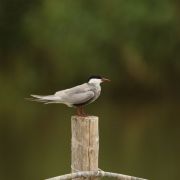 Whiskered Tern. Marius Karlonas photo