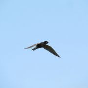 Black Tern. Marius Karlonas photo
