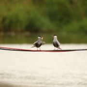 Whiskered Tern. Marius Karlonas photo