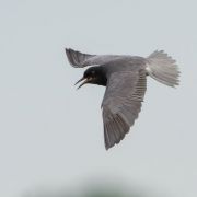 Black Tern. Dalia Račkauskaitė photo