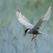 Whiskered Tern. Dalia Račkauskaitė photo