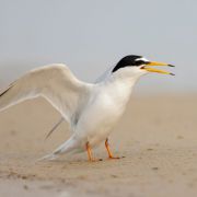 Little Tern. Remigijus Gegelevičius photo