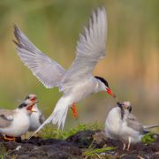 Common Tern. Photo by Simonas Minkevičius