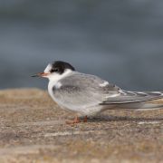 Common Tern. Photo by Saulius Karalius