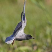 Black Tern. Photo by Renatas Jakaitis