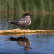 Balck Tern. Photo by Rimantas Stankūnas