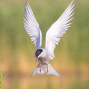 Common Tern. Photo by Simonas Minkevičius