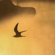 Common Tern. Photo by Eglė Sukackienė
