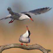 Common Tern. Photo by Remigijus Gegelevičius