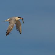 Common Tern. Photo by Simonas Minkevičius