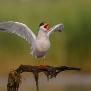 Common Tern. Photo by Simonas Minkevičius