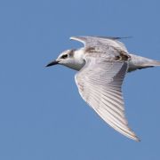 Whiskered Tern. Photo by Saulius Karalius
