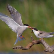 Common Tern. Photo by Simonas Minkevičius