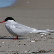 Arctic Tern. Photo by Saulius Karalius
