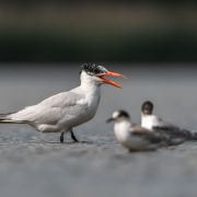 Caspia Tern. Photo by Dalia Račkauskaitė