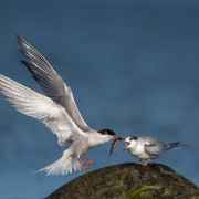 Common Tern. Photo by Dalia Račkauskaitė