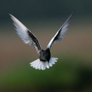 Balck Tern. Photo by Rimantas Stankūnas
