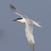 Sandwich Tern. Photo by Saulius Karalius
