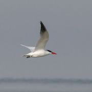 Arctic Tern. Photo by Saulius Karalius