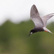 Balck Tern. Photo by Remigijus Gegelevičius