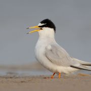 Little Tern. Photo by Remigijus Gegelevičius