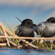 Balck Tern. Photo by Rimantas Stankūnas