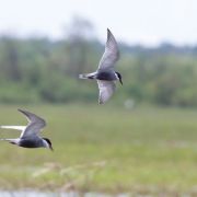 Whiskered Tern. Photo by Saulius Karalius