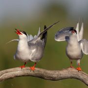 Common Tern. Photo by Remigijus Gegelevičius