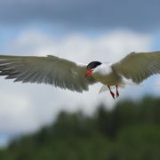 Common Tern. Photo by Renatas Jakaitis