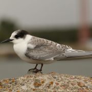 Arctic Tern. Marius Karlonas photo