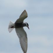 Whiskered Tern. Photo by Renatas Jakaitis