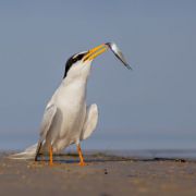 Little Tern. Photo by Simonas Minkevičius