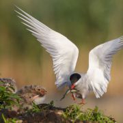Common Tern. Photo by Remigijus Gegelevičius
