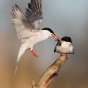 Common Tern. Photo by Remigijus Gegelevičius