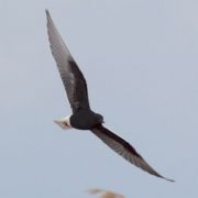 White-winged Tern. Photo by Remigijus Gegelevičius