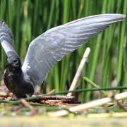 Balck Tern. Photo by Rimantas Stankūnas