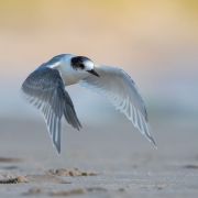 Arctic Tern. Photo by Dalia Račkauskaitė