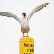 Common Tern. Photo by Andriejus Bagdanovas
