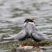 Whiskered Tern. Photo by Igoris Šeštokas
